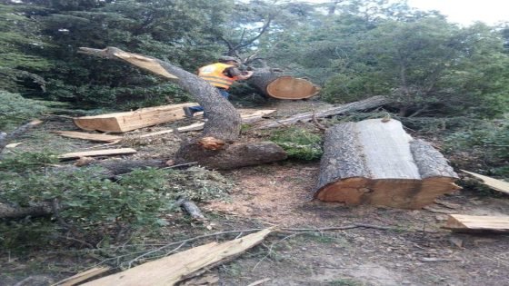 اقليم ميدلت: غابات تلفظ أنفاسها الأخيرة بسبب الاستغلال المشبوه بتونفيت