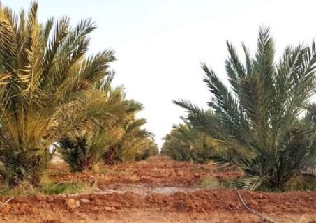 روبورطاج صحفي:تمور مجهول تنجداد البيولوجية من المحلية إلى العالمية روبورطاج صحفي:تمور مجهول تنجداد البيولوجية من المحلية إلى العالمية