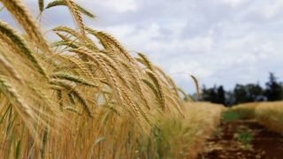 وزارة الفلاحة تطلق برنامج توزيع الزراعات الربيعية