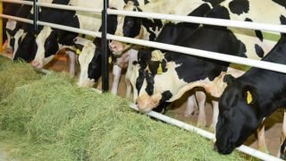 حكومة أخنوش: قرار رسمي بوقف رسم استيراد الأبقار لتعزيز العرض من اللحوم