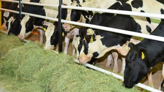 حكومة أخنوش: قرار رسمي بوقف رسم استيراد الأبقار لتعزيز العرض من اللحوم