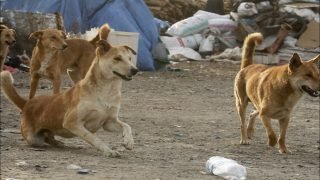 استراتيجية وزارة الداخلية لمحاربة الكلاب الضالة
