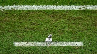 بتهمة تهريب المخدرات.. السلطات الكندية تقبض على حمامة