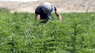 لقاءات تحسيسية للفلاحين تسبق عملية زراعة القنب الهندي