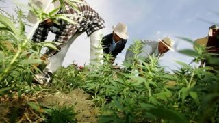 قناة رقمية لطلب تراخيص استغلال القنب الهندي