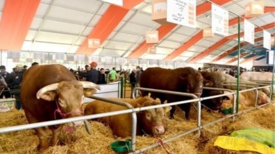 خبايا استيراد العجول من البرازيل وموقف حزب المصباح