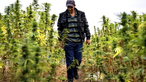 شركات تشرع في بناء مصانع تحويل القنب الهندي بالشمال