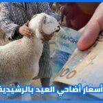 مع اقتراب عيد الأضحى... هذه أسعار الأضاحي بالرشيدية