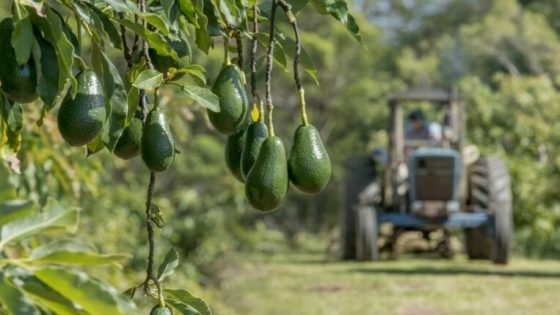 زراعة الأفوكادو تصل إلى البرلمان
