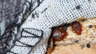 ما لا تعرفونه عن “بق الفراش” الخطير