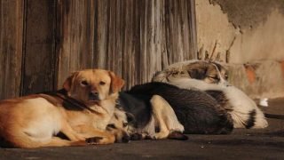 تنغير: الكلاب “الضالة” تحتل الأحياء السكنية 