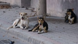 الكلاب الضالة تثير القلق في بوسكورة