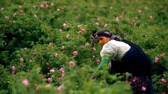 تجاه الحكامة الترابية المثلى: ملتقى الورد العطري بقلعة مكونة نموذجًا
