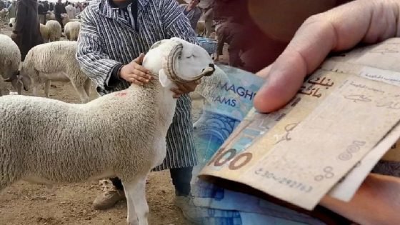 رغم تطمينات الحكومة أضحية العيد تلهب جيوب المغاربة