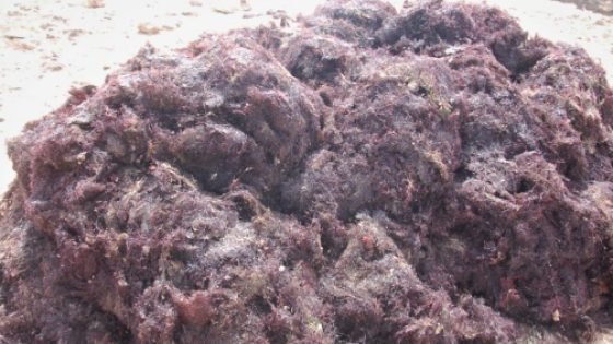 آسفي : الطحالب البحرية مصدر للدخل و التنمية السوسيو إقتصادية