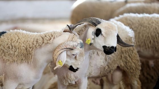 تقديم منحة مالية لفائدة أرامل و متقاعدي الأمن بمناسبة عيد الأضحى