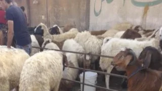 عيد الأضحى..تمظهرات جديدة في أشكال الإحتفال للتكيف مع تحولات المجتمع