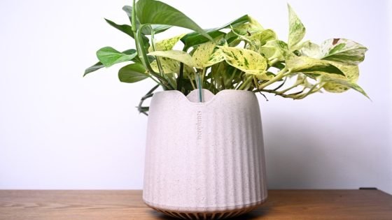 نبتة “خارقة” معدّلة جينيا تحارب تلوث الهواء