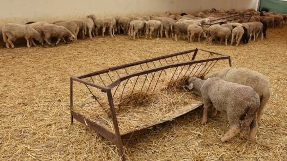 الكشف عن معطيات رسمية تخص واردات المغرب من الأغنام الرومانية
