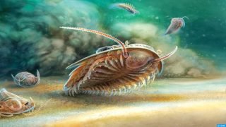 اكتشاف حياة بحرية تعود إلى 515 مليون سنة محبوسة في رواسب بركانية بالمغرب