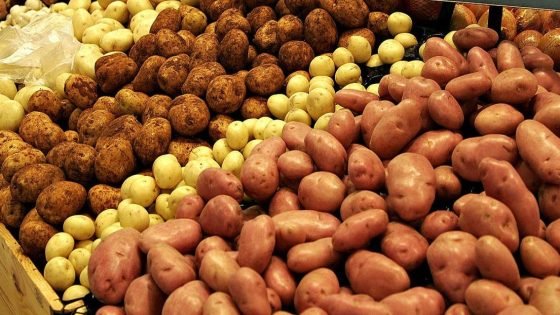 ارتفاع مرتقب في أسعار البطاطس.. التفاصيل