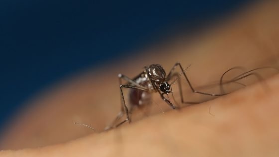 وفاة 11 إسرائيليا وإصابة 153 آخرين بحمى غرب النيل