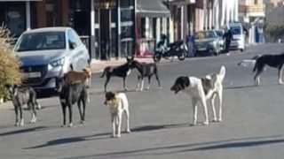 الداخلية ترصد إمكانيات مالية هائلة “ولوجستيكية” لمحاربة ظاهرة الكلاب الضالة 