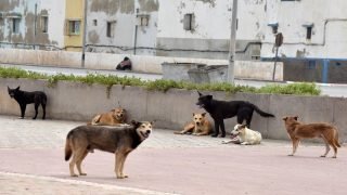 نحو التقليص الدائم لظاهرة الكلاب الضالة بالمغرب