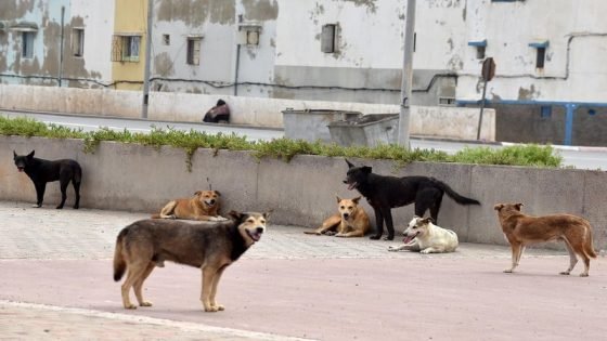 نحو التقليص الدائم لظاهرة الكلاب الضالة بالمغرب