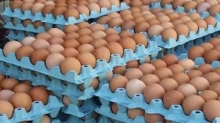 استمرار ارتفاع أسعار البيض يثير استياء المواطنين