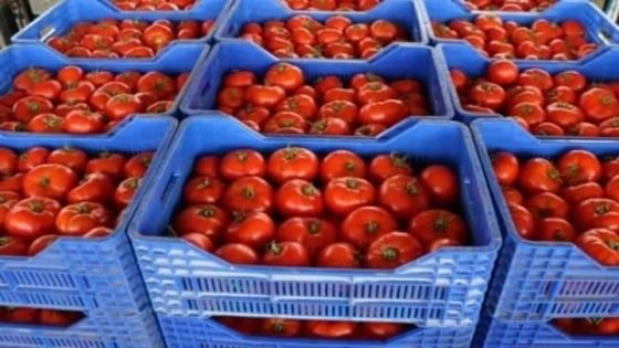 المغرب يرفع تزويد البولنديين  بالطماطم 