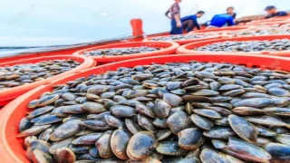 بحيرة الوليدية..رفع الحظر عن جمع و تسويق الصدفيات