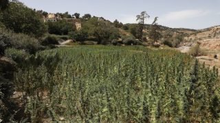 تاونات : إعطاء انطلاقة المراقبة الجوية لأراضي القنب الهندي المرخصة