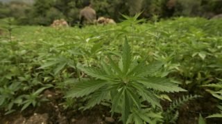 سفيرة المملكة بالشيلي تستعرض سياسة المغرب الحكيمة في مجال تقنين زراعة القنب الهندي