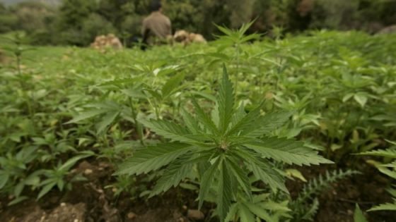 سفيرة المملكة بالشيلي تستعرض سياسة المغرب الحكيمة في مجال تقنين زراعة القنب الهندي