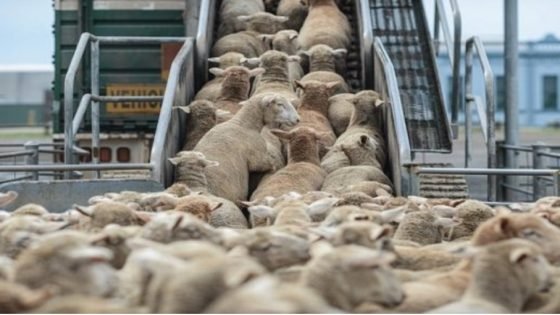 اللحوم الرومانية وصلت..هذا هو ثمنها في الأسواق