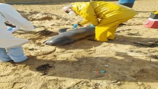 الجديدة: نفوق دلفين نادر بالشاطئ يستنفر السلطات البيئية