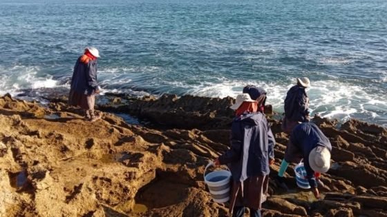 أكادير: رفع الحظر على جمع وتسويق الصدفيات …تامري ـ كاب غير