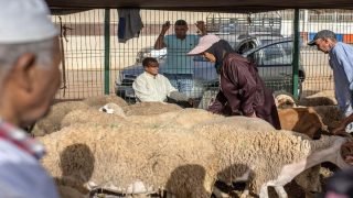 “واش كاين العيد الكبير هاد العام”.. وزير الفلاحة يجيب!