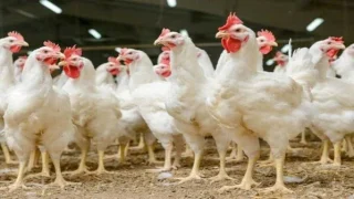 أحمد البواري وزير الفلاحة : إرتفاع أسعار الكتاكيت أبرز أسباب غلاء لحوم الدجاج