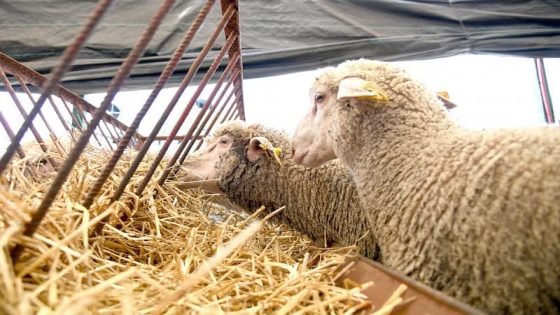 واردات المغرب من الحيوانات الحية تحقق إرتفاعا ملحوظا