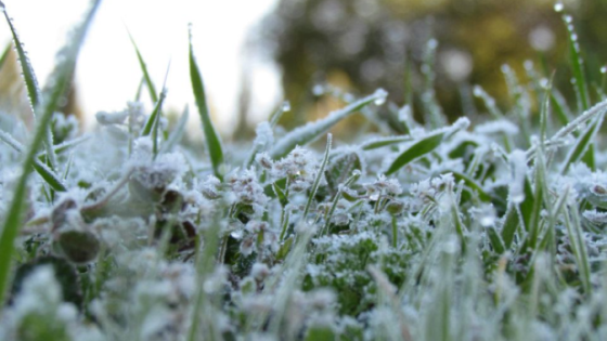 توقعات أحوال الطقس: جو بارد نسبيا مع تكون صقيع محلي فوق المرتفعات