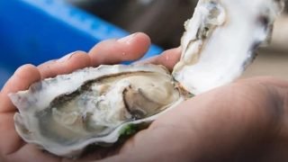 رفع الحظر المفروض على جمع وتسويق الصدفيات بالداخلة