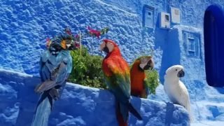 شفشاون: حجز ببغاوات لمروج سياحي بالمدينة 