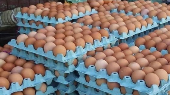 “خليه يفقص” حملة مغربية لمقاطعة البيض احتجاجًا على ارتفاع الأسعار