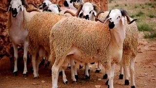 قرار حكومي لحماية الثروة الحيوانية في المغرب