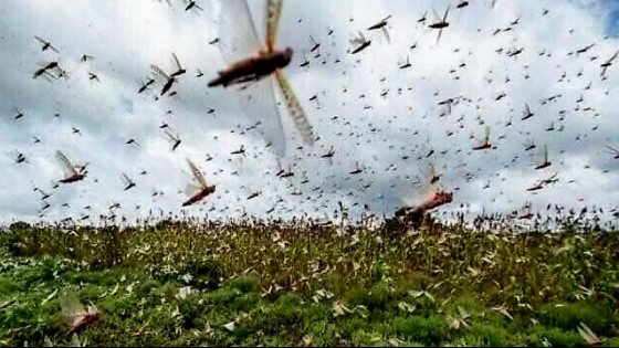 استراتيجيات مبتكرة لمكافحة الجراد الصحراوي