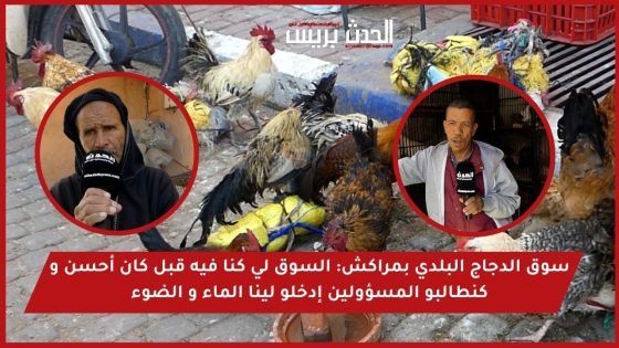 فيديو..سوق الدجاج البلدي بمراكش : السوق لي كنا فيه قبل كان أحسن و كنطالبو المسؤولين إدخلو لينا الماء و الضوء