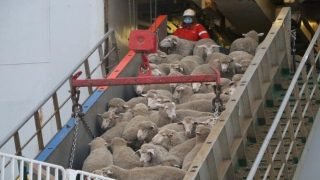 فشل الدعم الحكومي في خفض أسعار الأضاحي يدفع الحكومة لإلغاء دعم الاستيراد