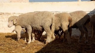 أحزاب المعارضة توقع عريضة لتشكيل لجنة تقصي حقائق حول دعم استيراد الأغنام